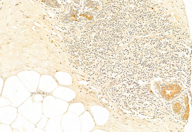 Phospho-nrf2 (Ser40) Antibody in Immunohistochemistry (Paraffin) (IHC (P))