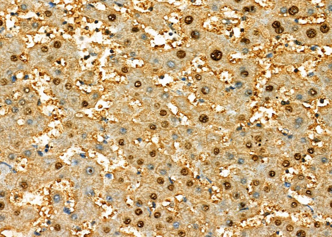 ASH2L Antibody in Immunohistochemistry (Paraffin) (IHC (P))