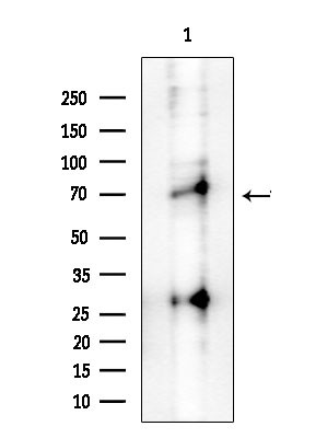 Phospho-IRAK4 (Thr345, Ser346) Antibody in Western Blot (WB)
