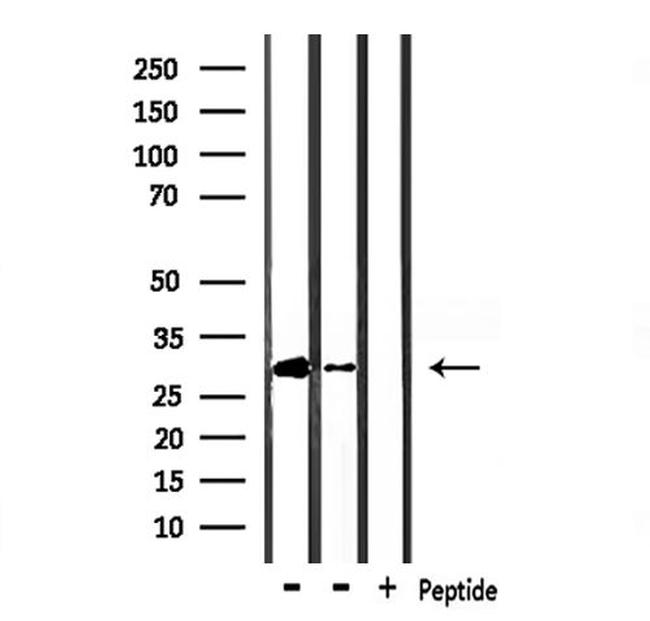 HES1 Antibody in Western Blot (WB)