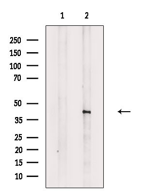 Phospho-Doublecortin (Ser335) Antibody in Western Blot (WB)