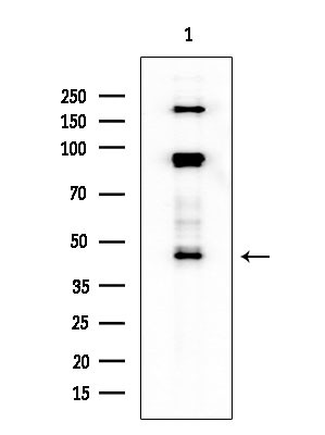 Phospho-Doublecortin (Ser335) Antibody in Western Blot (WB)