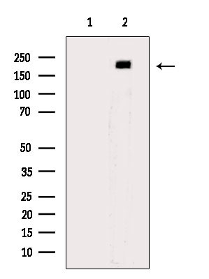 Phospho-ErbB3 (Tyr1289) Antibody in Western Blot (WB)