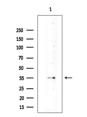 TC10 Antibody in Western Blot (WB)