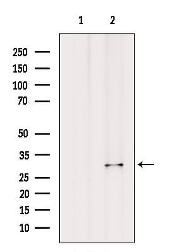 BCL2A1 Antibody in Western Blot (WB)