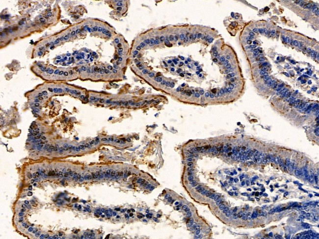 Aquaporin 7 Antibody in Immunohistochemistry (Paraffin) (IHC (P))