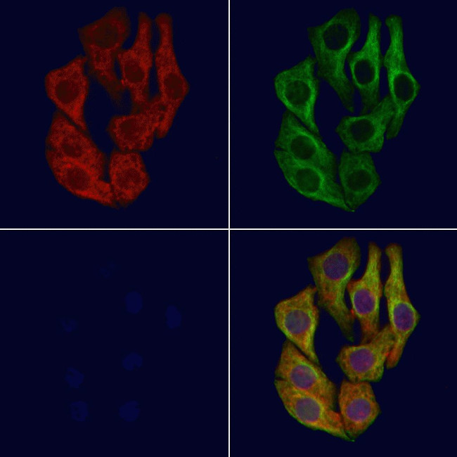 IRG1 Antibody in Immunocytochemistry (ICC/IF)