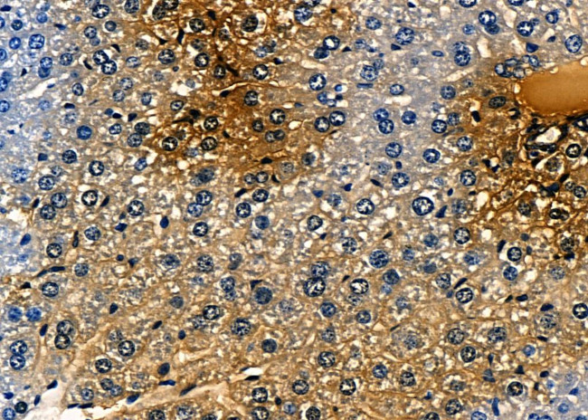 BMP9 Antibody in Immunohistochemistry (Paraffin) (IHC (P))