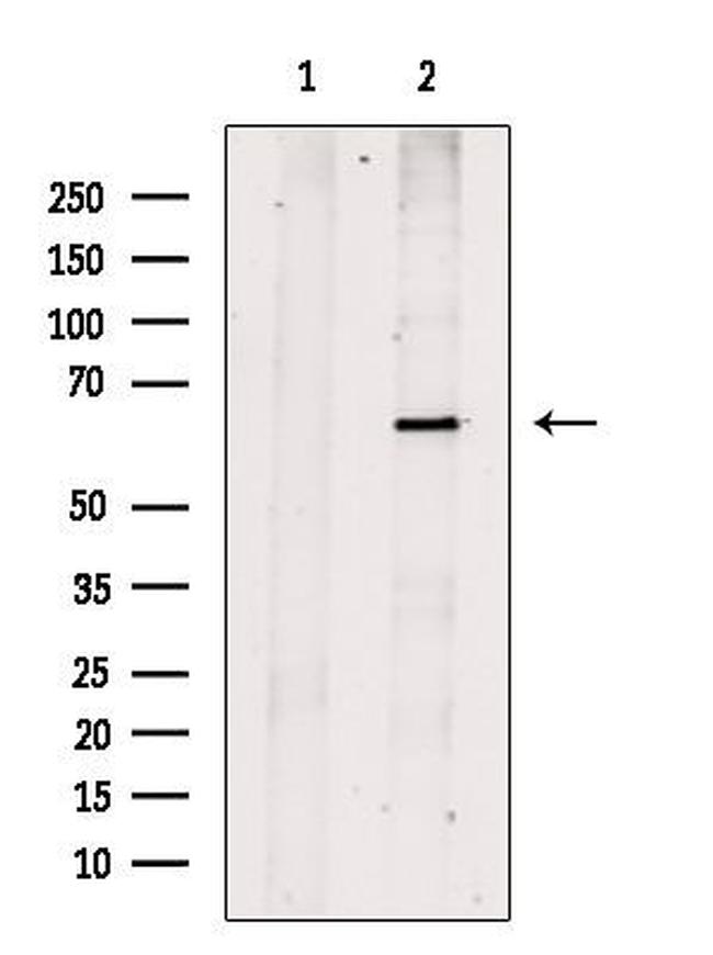 FGF3 Antibody in Western Blot (WB)