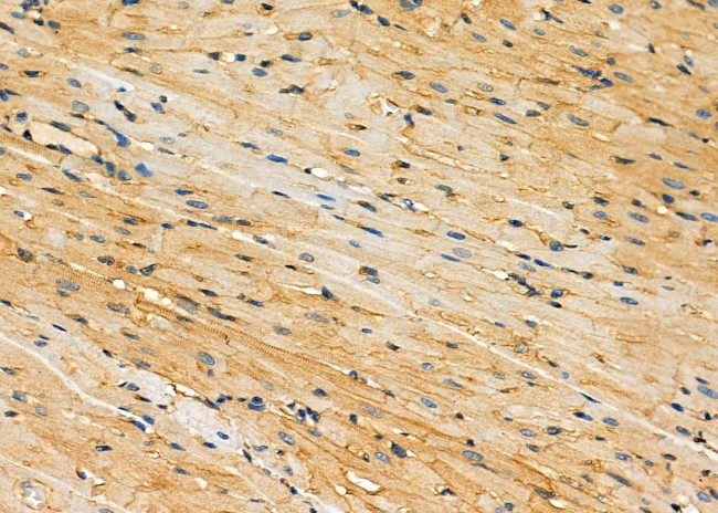 SAM68 Antibody in Immunohistochemistry (Paraffin) (IHC (P))