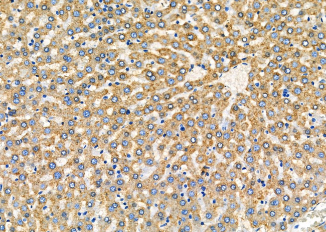 PUM1 Antibody in Immunohistochemistry (Paraffin) (IHC (P))