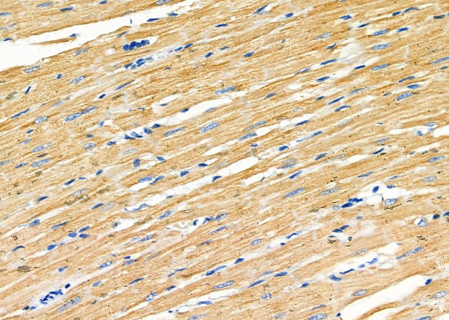 GluR4 Antibody in Immunohistochemistry (Paraffin) (IHC (P))