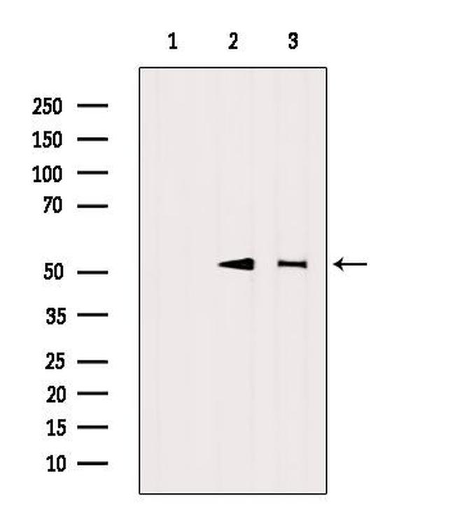 UBA52 Antibody in Western Blot (WB)