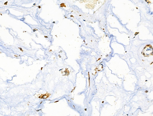 CD3g Antibody in Immunohistochemistry (Paraffin) (IHC (P))