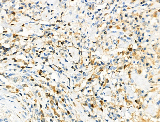 CD3g Antibody in Immunohistochemistry (Paraffin) (IHC (P))