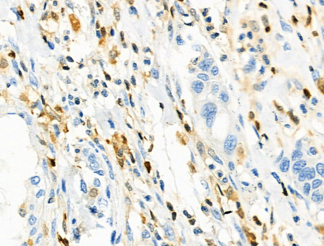 CD3g Antibody in Immunohistochemistry (Paraffin) (IHC (P))