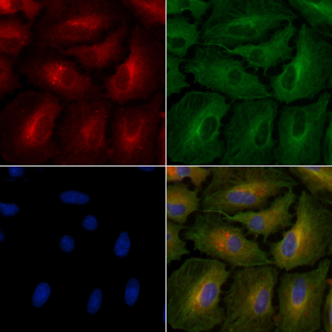 PON3 Antibody in Immunocytochemistry (ICC/IF)