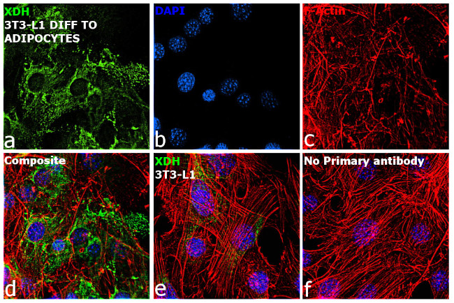 XDH Antibody