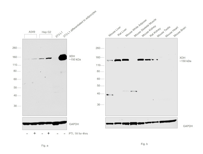 XDH Antibody