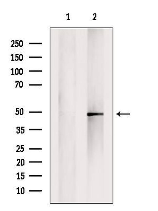 Kir2.1 (KCNJ2) Antibody in Western Blot (WB)