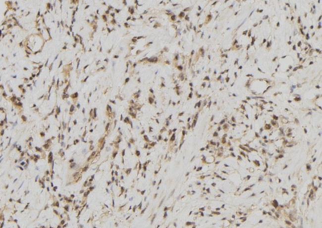 FDPS Antibody in Immunohistochemistry (Paraffin) (IHC (P))