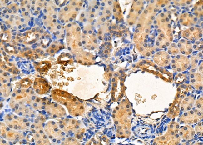 Renalase Antibody in Immunohistochemistry (Paraffin) (IHC (P))