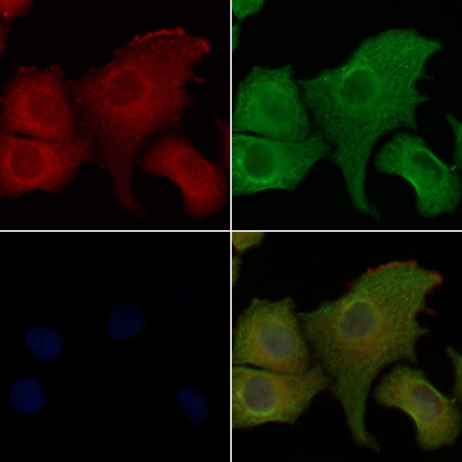 Oxytocin Antibody in Immunocytochemistry (ICC/IF)