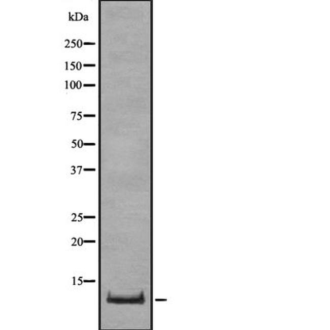 Oxytocin Antibody in Western Blot (WB)