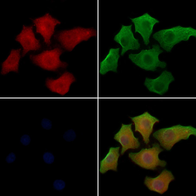 S100A13 Antibody in Immunocytochemistry (ICC/IF)