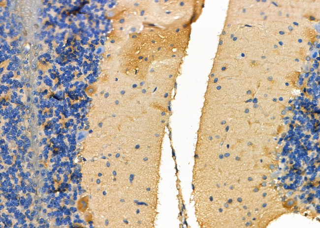 NRG3 Antibody in Immunohistochemistry (Paraffin) (IHC (P))