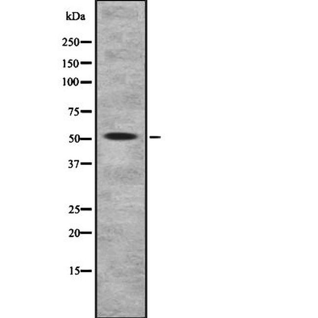 NRG3 Antibody in Western Blot (WB)