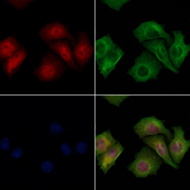 XPO4 Antibody in Immunocytochemistry (ICC/IF)