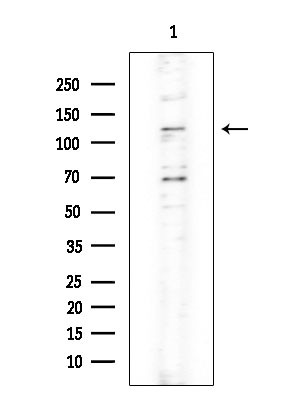 XPO4 Antibody in Western Blot (WB)