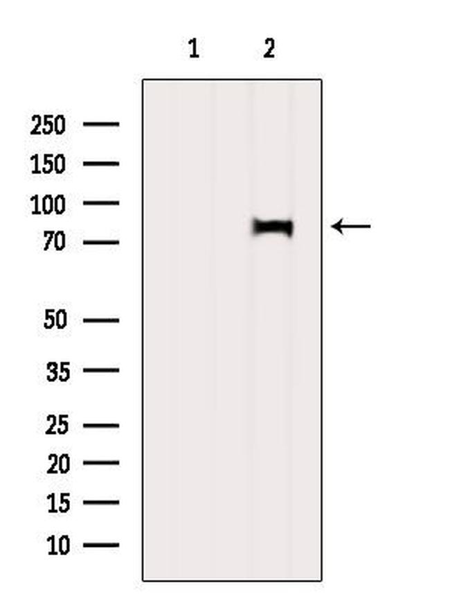 SENP3 Antibody in Western Blot (WB)