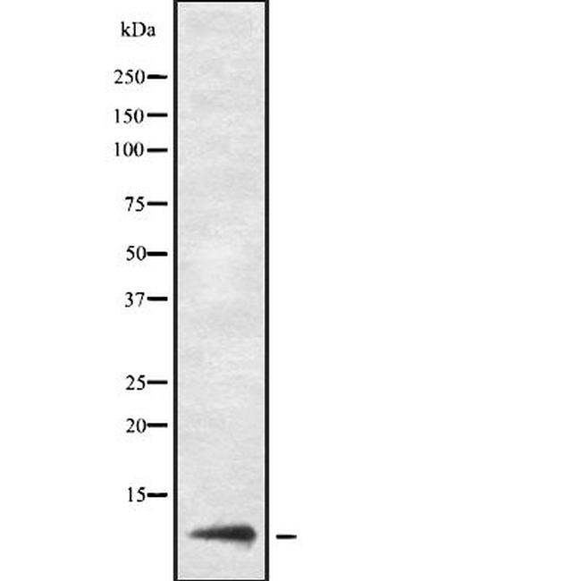 URM1 Antibody in Western Blot (WB)