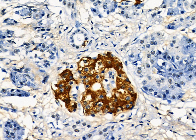 PAM Antibody in Immunohistochemistry (Paraffin) (IHC (P))