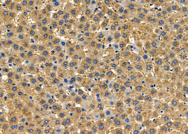 PAM Antibody in Immunohistochemistry (Paraffin) (IHC (P))