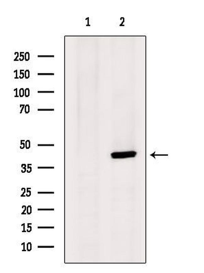 LEFTY2 Antibody in Western Blot (WB)