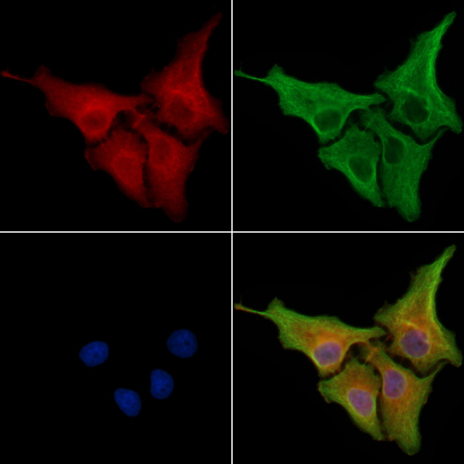 ARTS1 Antibody in Immunocytochemistry (ICC/IF)