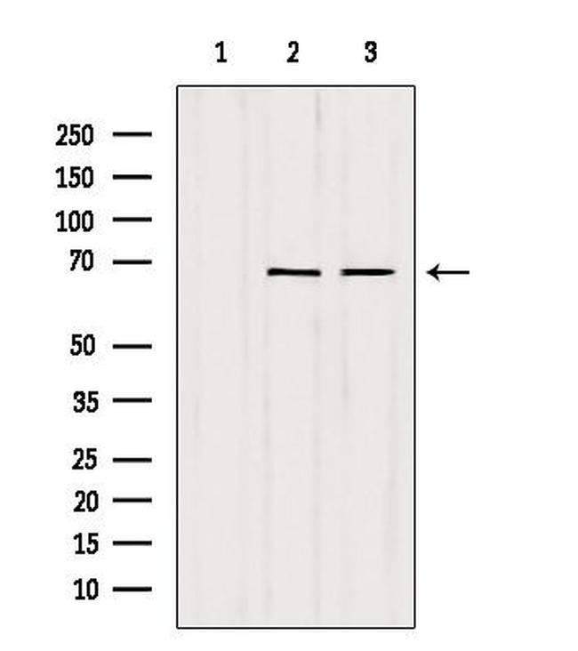 SENP2 Antibody in Western Blot (WB)