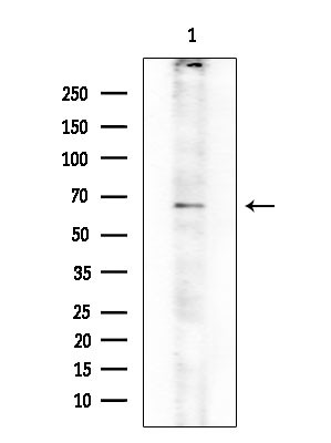 CARD9 Antibody in Western Blot (WB)