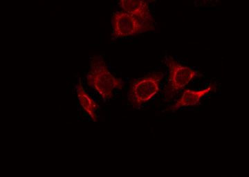 MUC2 Antibody in Immunocytochemistry (ICC/IF)