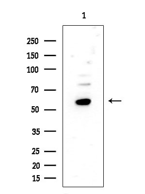 FUS Antibody in Western Blot (WB)