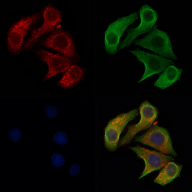 CD275 (B7-H2) Antibody in Immunocytochemistry (ICC/IF)