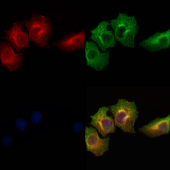 CD300a Antibody in Immunocytochemistry (ICC/IF)