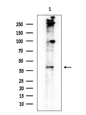 LIPF Antibody in Western Blot (WB)