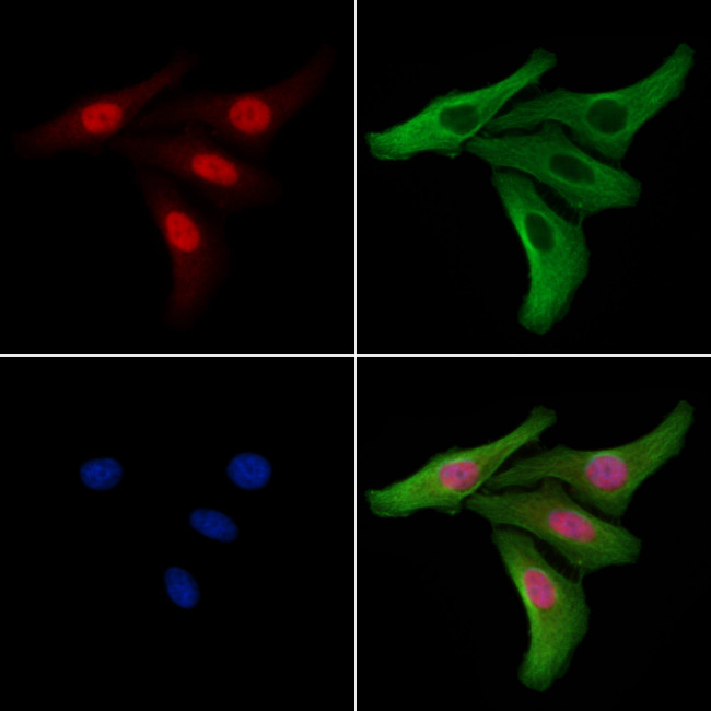 Mgea5 Antibody in Immunocytochemistry (ICC/IF)