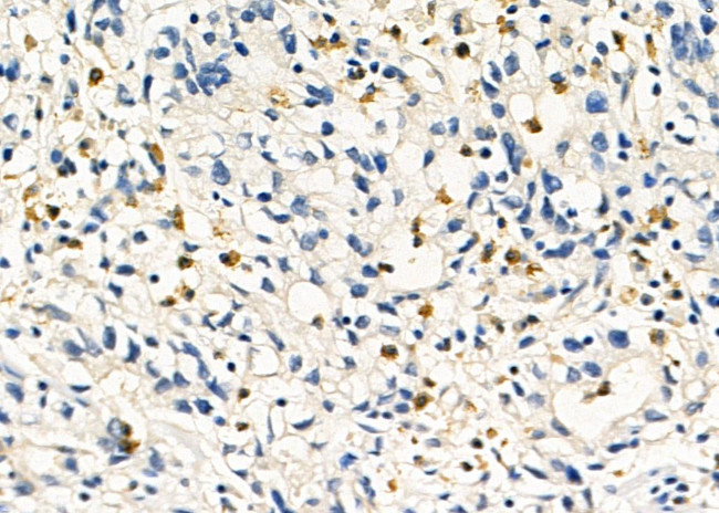 Cathepsin H Antibody in Immunohistochemistry (Paraffin) (IHC (P))