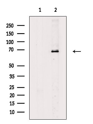 CD42b Antibody in Western Blot (WB)