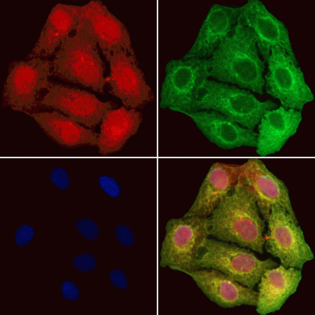 GCLC Antibody in Immunocytochemistry (ICC/IF)